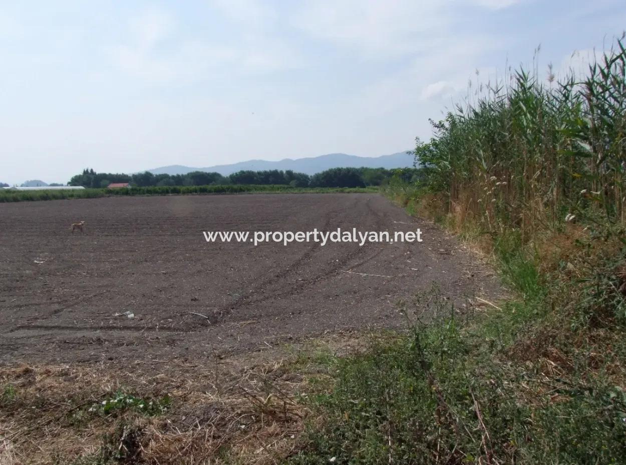 Bauernhof Zum Verkauf In Dalyan Eskikoy Eskikoy Oriya 14,900M2 Grundstück Zu Verkaufen Feld