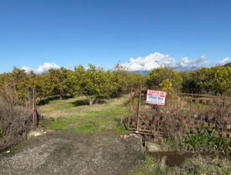 23.000M2 Freistehender Feldgarten Zum Verkauf In Tepearasin,