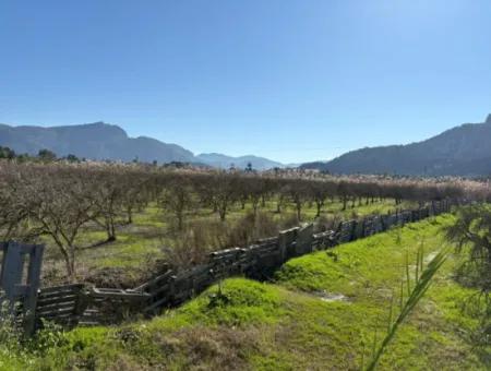 5985M2 5% Zoniertes Land Zum Verkauf In Dalyan Als Weinberggarten