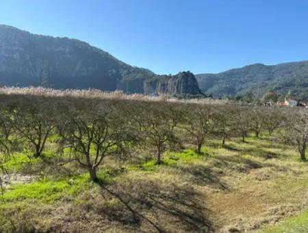 5985M2 5% Zoniertes Land Zum Verkauf In Dalyan Als Weinberggarten