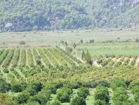 Bauernhof Zum Verkauf Bauernhof Zum Verkauf In Dalyan 73410M2