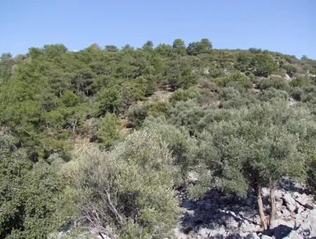 Çandır 5367M2 Farm Grundstück Zum Verkauf Mit Meerblick