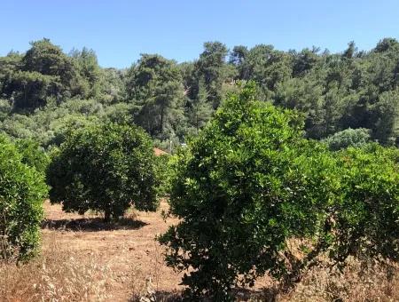 Garten Zum Verkauf In Gokce Akyaka, In Der Nähe Vom Meer, 38,000M2 Grundstück Zum Verkauf