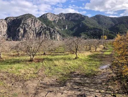 Grundstück Zu Verkaufen In Dalyan Istuzu Yollu Auf 24.000M2 Granatapfelgarten Zu Verkaufen