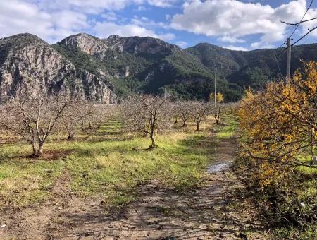 Grundstück Zu Verkaufen In Dalyan Istuzu Yollu Auf 24.000M2 Granatapfelgarten Zu Verkaufen