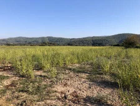 Field Zu Verkaufen In Ak'apinar 100 Acres Zu Verkaufen