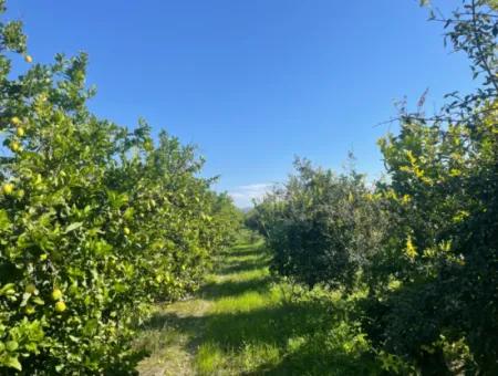 10.000M2 Zitronengarten Zum Verkauf In Karadons