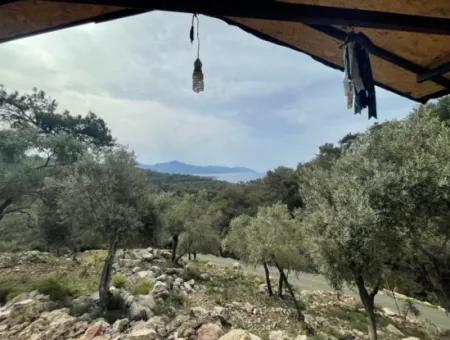 Olivenhaus Mit Meerblick In Ekincik Steht Zum Verkauf