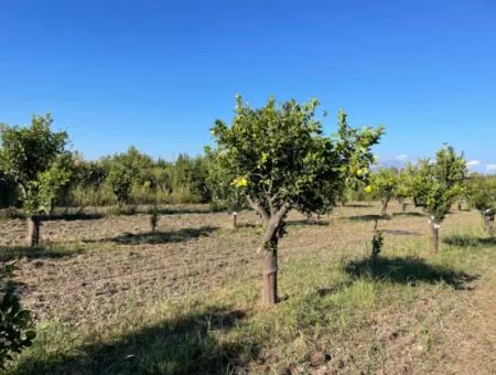 Grundstück Zum Verkauf In Dalyan In Der Nähe Des Zentrums Von 6600M2