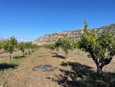 Grundstück Zum Verkauf In Dalyan In Der Nähe Des Zentrums Von 6600M2