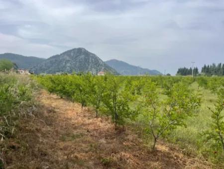 Feld Zu Verkaufen 6500M2 In Dalyan