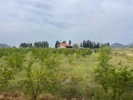 Feld Zu Verkaufen 6500M2 In Dalyan