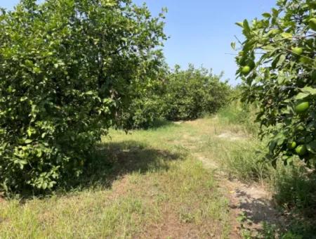 10.000M2 Grundstück Zum Verkauf Im Bebauten Gebiet Des Dorfes In Okçular