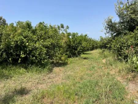 10.000M2 Grundstück Zum Verkauf Im Bebauten Gebiet Des Dorfes In Okçular