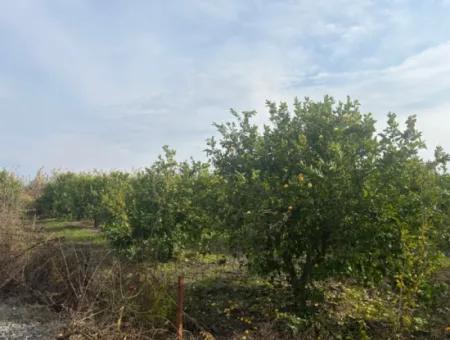 Single Title Deed 5617M2 Lemon Orchard For Sale In Tepearası