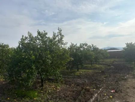 Single Title Deed 5617M2 Lemon Orchard For Sale In Tepearası