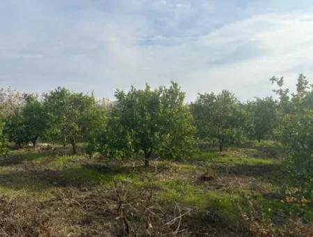 Single Title Deed 5617M2 Lemon Orchard For Sale In Tepearası