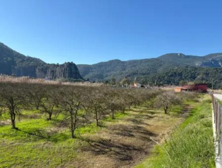 5985M2 5% Zoned Land For Sale In Dalyan As Vineyard Garden