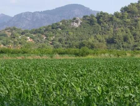 Farm For Sale Near The Centre Of Dalyan,14, 612M2 Farm For Sale