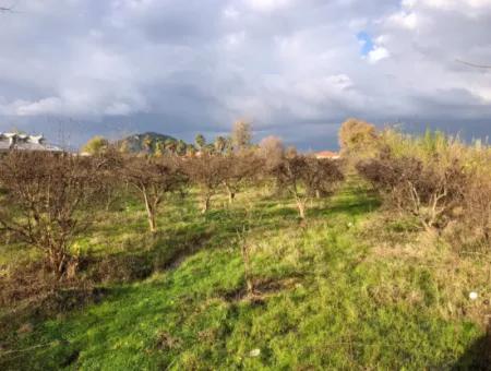 Dalyan Land For Sale Near The Center 3000M2 5% Zoning Land For Sale