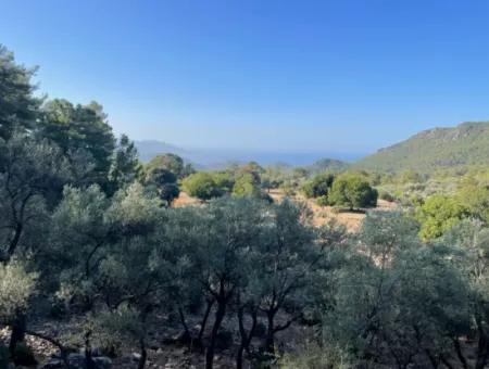 2620M2 Land Field For Sale With Sea View Of Çandir