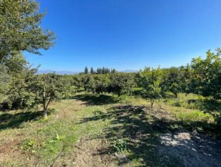 2223M2 Fields For Sale In Dalyan