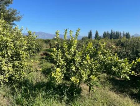 2223M2 Fields For Sale In Dalyan