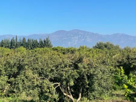 2223M2 Fields For Sale In Dalyan