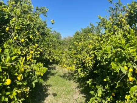 10,000M2 Lemon Garden For Sale In Karadons