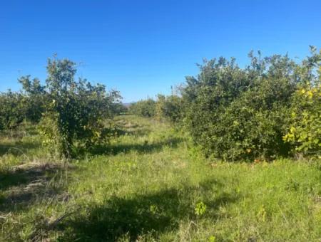 Dalyan Land For Sale 5227M2 Land For Sale