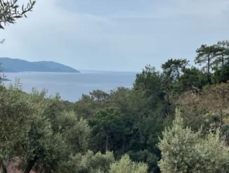 Olive House With Sea View In Ekincik Is For Sale