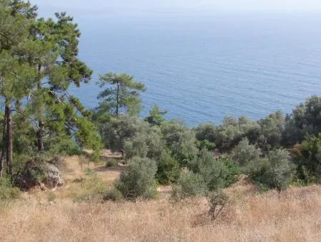 5000M2 Plot Of Land For Sale In Akyaka With Full Sea View House For Sale Kentucky