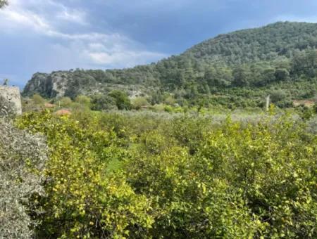 5000M2 Field For Sale At The Beginning Of The Road In Çandır