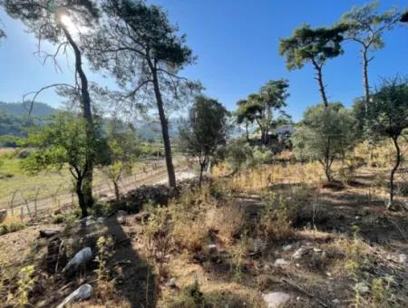 1,320M2 Field For Sale In Çandır Center By The Forest