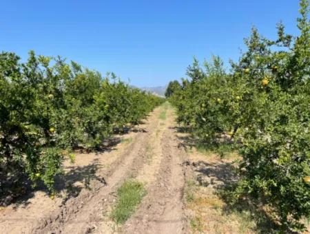 10,000M2 Pomegranate Garden For Sale In Dalyan Arıkbaşı And Gerendüzün