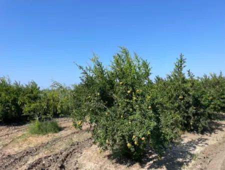 10,000M2 Pomegranate Garden For Sale In Dalyan Arıkbaşı And Gerendüzün