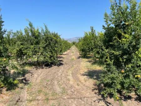 10,000M2 Pomegranate Garden For Sale In Dalyan Arıkbaşı And Gerendüzün