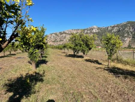 Land For Sale In Dalyan Close To The Center Of 6600M2