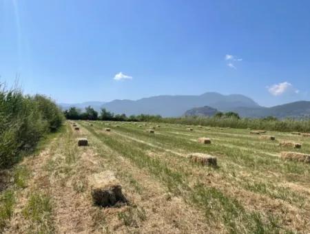 6,500M2 Field For Sale On The Iztuzu Road In Dalyan