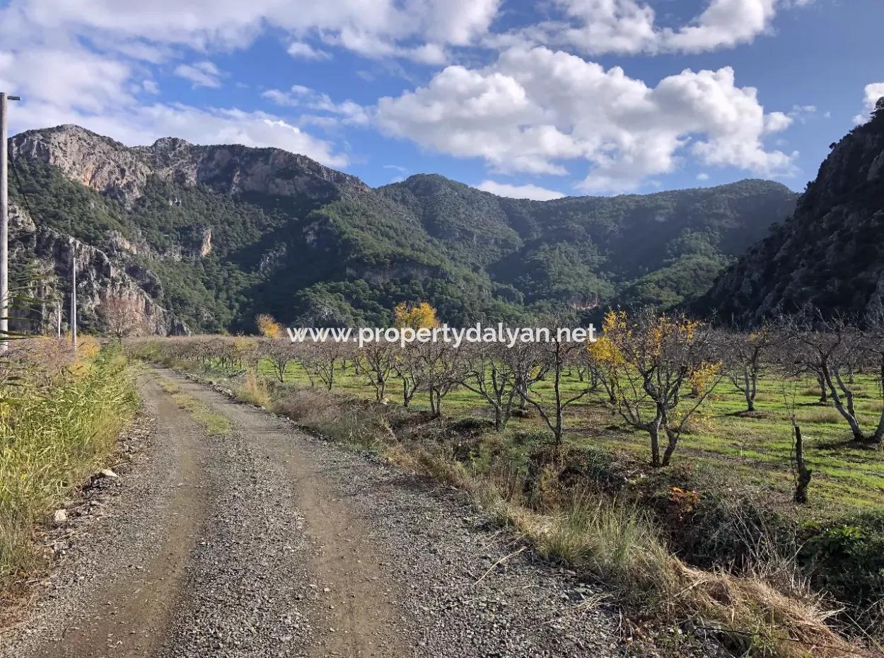 Dalyan Satılık Arazi İztuzu Yollu Üzerinde 24,000M2 Satılık Nar Bahçesi