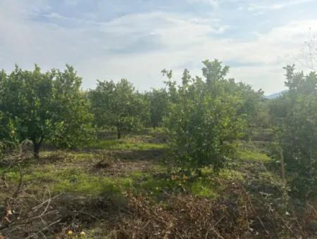 Tepearası'nda Tek Tapu 5617M2 Satılık Limon Bahçesi