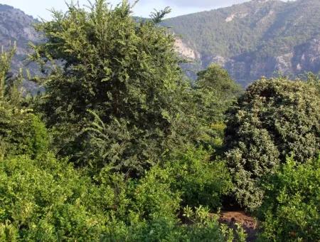 Dalyan Satılık Arsa Dalyan Merkeze Yakın 987M2 Satılık Arsa