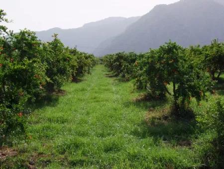 Dalyan İztuzu Satılık Bahçe Dalyan Göle Sıfır Satılık Arsa