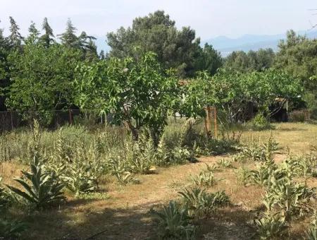 Seydikemer Korubükün Satılık 76000M2 Ciftlik Arazisi