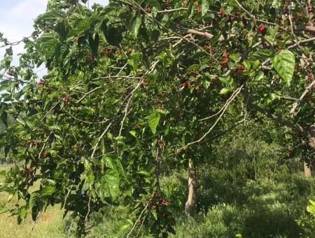 Seydikemer Korubükün Satılık 76000M2 Ciftlik Arazisi