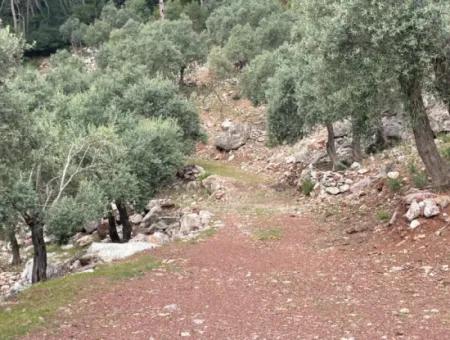 Ekincikde Deniz Manzaralı Zeytin Evi Satılıktır